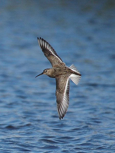 Suosirri, Dunlin, Calidris alpina